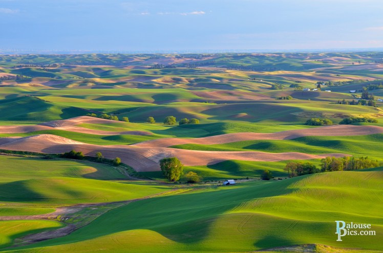 DSC_0535PalouseSpring WM